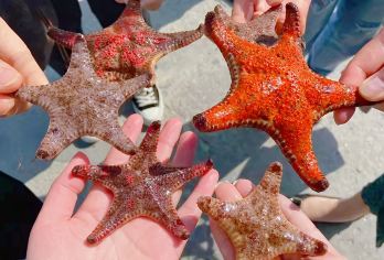 厦门小嶝岛赶海+帆船出海+原生态渔村趣味亲子游【可选8人团】【[亲子扮渔民生活]今天你就是渔民，开启趣味亲子赶海，抓螃蟹/捡贝壳/海星等海货含工具，一价全含无自费】