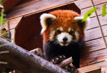 【遇见小熊猫】小熊猫森林公园独立一日营【小熊猫野放探秘寻踪园 小熊猫行为脱敏训练营 小熊猫宝宝见面会】