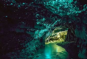 【新西兰奥克兰】霍比屯 & 怀托摩洞穴小拼团【含门票及午餐】【搭乘小船探索世界闻名的怀托摩萤火虫洞，在成千上万只萤火虫的照耀下，享受奇幻的光影之旅】