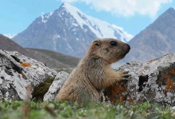 巴尔斯雪山 七彩丹霞 一日游 张掖旅行【2-6人精品小团 上门接送】