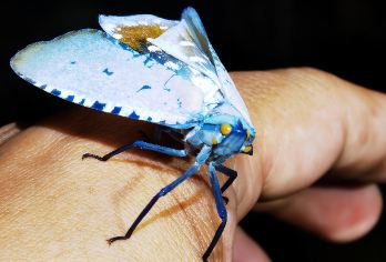 西双版纳天源虫谷+天源虫趣科普研学艺术馆1日包车游【暑假/亲子/赏秋/纯玩/亲子研学/林也自然学校夜游】