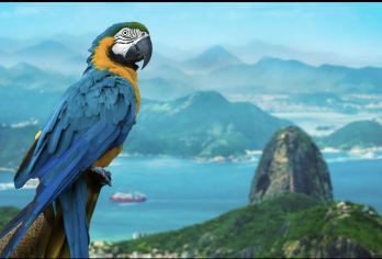 巴西里约热内卢国家图书馆+糖面包山【中文专车-舒适纯净】【中文专车出行，景点灵活调整，打卡经典，游玩自己定义，无需等待，专属贴心服务，尽享惬意旅程】