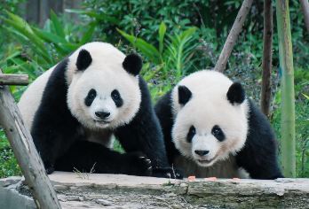都江堰景区+都江堰中华大熊猫苑(原熊猫乐园)一日游【√本地真纯玩0购物、0推销、0套路！价格透明, 不赶行程，游玩时间充足，自由度拉满，回归旅游本身！】