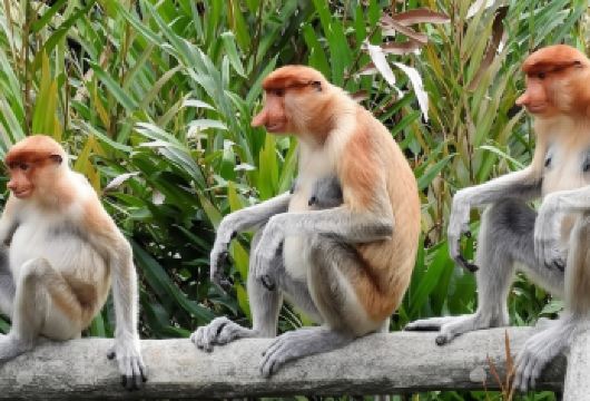 马来西亚亚庇Kawa红树林半日游【中文导游+接送+晚餐】【Kawa红树林双河道线路+梦幻萤火虫+长鼻猴】