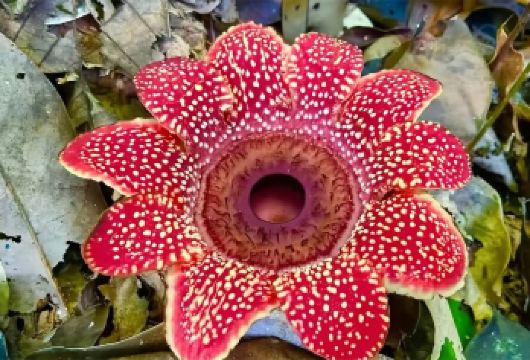 【么卓村大王花】云南西双版纳基诺山么卓村雨林徒步一日游【[幽灵之花]潜入么卓秘境，邂逅世界奇花--大王花，一场嗅觉与视觉的惊奇冒险】