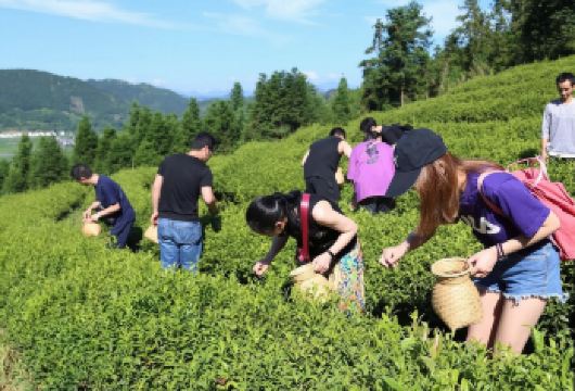 武夷山茶旅一日沉浸：采青揉捻亲制，解锁手作茶香秘境【茶山实地采摘：深入武夷山核心产区，亲手采摘当季鲜叶，触摸岩茶 “岩骨花香” 的源头。】