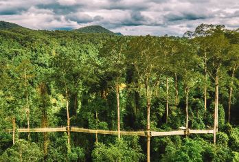 望天树+勐远仙境私家团一日游【雨林穿越+雨林大餐+望天树】【联合国人与生物圈保护区、国家自然保护区、国家4A景区，西双版纳保护区仅有的合法线路】