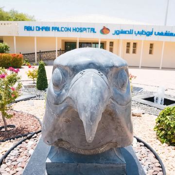 阿布扎比猎鹰医院游览体验