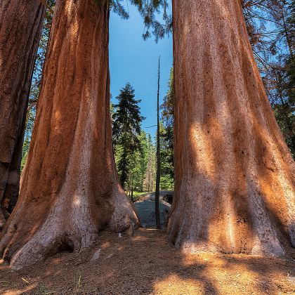 美国洛杉矶出发：巨杉国家公园包车一日游【酒店上门接送】