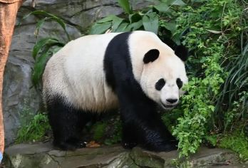 南京城北休闲一日游-红山动物园+玄武湖+鸡鸣寺+明城墙【网红小动物+文创周边】