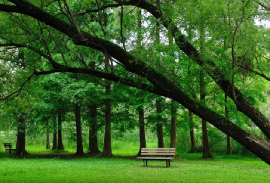 共青森林公园+鲁迅公园+多伦路+甜爱路一日游【包车服务，行程路线灵活可调，省时、省心、省力。】