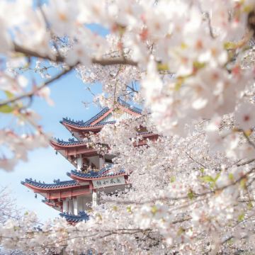 无锡灵山大佛+鼋头渚一日游【纯玩樱花季&门票全含+赠冰箱贴】