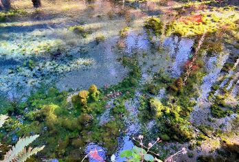 日本宫崎白川水源&高千穗峡&天岩户神社一日游【精选景点，纯玩不进店，无隐形消费】