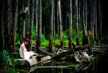 台湾观光巴士{观光局主导}～忘忧森林[拼车.2人成行}【可以附加 英.日.韩.泰.越南.菲律宾.印尼.马来.等多种语言.订购栏目中订购英文.备注栏中告知即可】