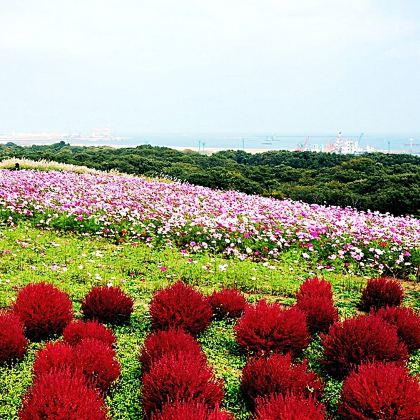 东京茨城花海一日游 上门接送 中文服务 粉蝶花海 海滨公园