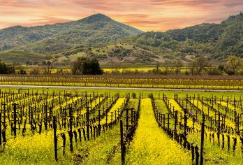 美国旧金山周边纳帕谷 Napa一日游 10H用车【当地华人司机，中文服务“零”语言障碍】