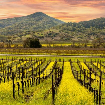 美国旧金山周边纳帕谷 Napa一日游 10H用车