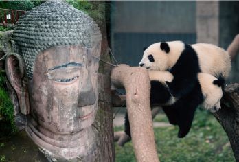 乐山大佛+熊猫基地一日游【2-8人团+船游大佛+看网红熊猫】【[当地人带你玩]不仅是司机，更是靠谱朋友，带你吃地道，玩深度】