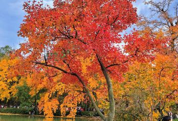 苏州天平山【猩咖说|含门票|私家团|大咖1.5H讲解|亲子】【[一单一团]包团独立成团服务一对一，与讲师互动更多，品质有保障。】