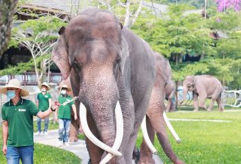 【纯玩晚出发 高品质小团】野象谷+西双版纳原始森林公园一日游【[省心省力]精品小团市区接送，路线景点停留时间灵活，出发时间您说了算，私密性强，体验深度。】
