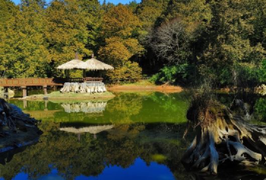 台湾阿里山风景区日游【日出、隙顶茶园美景】（二＊天一＊晚）【欣赏阿里山五大奇景：千变万化的阿里山日出、云海、晚霞、森林及闻名世界的阿里山火车等。】