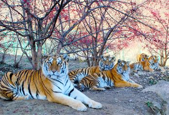 栾川竹海野生动物园一日游【漫山遍野的动物】【种类虽然不是z多的，但是种类肯定是z多的，散养的羊驼，兔子，孔雀，鸽子，鹦鹉漫山遍野，随手可摸】