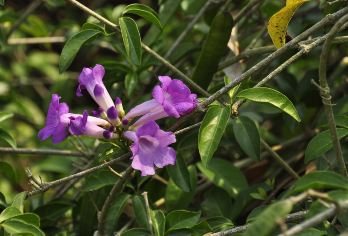 【臻选纯玩】 植物园+傣族园一日游2-18人小团｜可选包车【一日游览昆明5A级核心景点，石林门票130元，可选15人小团，让您物超所值;】