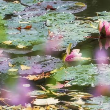 包车一日览尽吉维尼：莫奈花园+博物馆+小镇风光（不含门票）