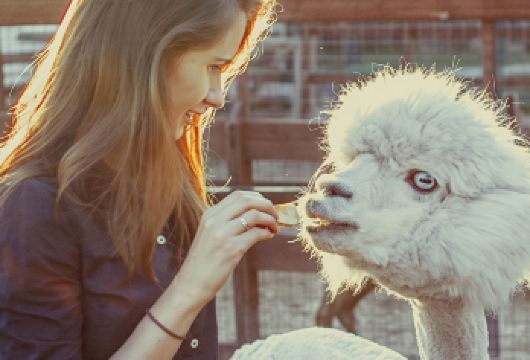 俄罗斯莫斯科羊驼乐园一日游(亲子游+琥珀博物馆+DIY套娃）【中文服务】