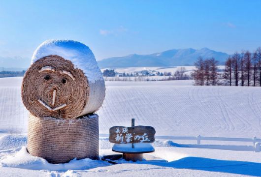北海道旭山动物园&瀑布&网红圣诞树&精灵台/中或英司导一日游【[网红景点]一天打卡4个网红景点】