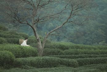 武夷山采茶半日游轻体验【往返接送 采茶 制茶 品茶 茶会】【[茶山采茶]探索茶道秘境 内部准入茶园】