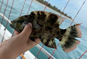 三亚【海钓4小时丨提供钓具钓饵丨可现场加工】鸿洲游艇码头【海钓纯玩4小时可现场加工】