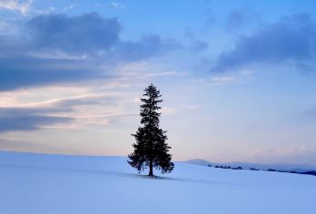北海道旭川4-9人小团/巴士团|旭山动物园+白须瀑布+圣诞树【带您游玩北海道雪季的拍照打卡圣地，留下您美好的身影】