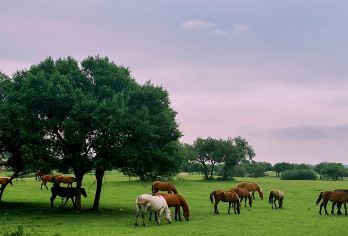 塞罕坝国家森林公园+御道口草原+太阳湖+龟山大峡谷一日游【私家团&舒适商务车&随走随停&一单一团&上门接送&轻松旅行-爱上大草原】