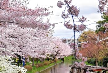 日本大阪-京都御苑-伏见稻荷大社可定制【中文专车-舒适纯净】【中文专车出行，景点灵活调整，打卡经典，游玩自己定义，无需等待，专属贴心服务，尽享惬意旅程】