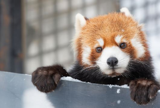 北海道旭川+登别+洞爷湖一日游【私享包车丨酒店接送中文司机】【[7/9座包车]可前往旭川/登别/洞爷湖，个性化行程，私享旅途。】