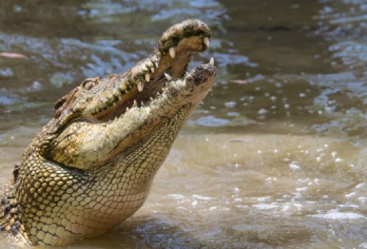澳大利亚凯恩斯哈特利鳄鱼公园半日游【含市区接送+门票+船票】【乘坐豪华巴士沿大堡礁公路前往哈特利鳄鱼探险乐园，沿途欣赏热带风光。】
