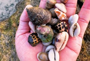 【亚龙湾赶海2小时丨提供工具丨领队带玩丨捡螺抓蟹海星海胆】【专业赶海领队服务】