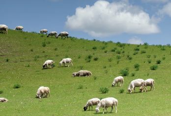 呼和浩特+辉腾锡勒草原+乌兰哈达火山地质公园一日游【[精选2~8人小团丨上门接丨赴一场与火山与草原的激情碰撞丨纯玩无购物丨]】