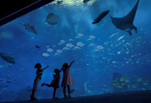 新加坡圣淘沙岛半日游【免费入岛酒店接/送 可更换送达地点】【司机会根据约定时间接您前往圣淘沙，不会出现迟到情况】