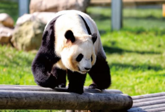 【亲子小团】秦岭四宝科学公园+秦岭野生动物园一日游*2人起【精致小团，天天出行，2人起订】