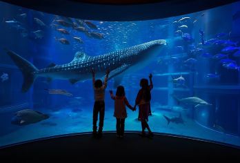 【含场馆门票】世界淡水鱼水族馆+犬山城+航空宇宙博物馆一日游【[贴心服务]名古屋站/名古屋站附近2公里内酒店免费上门接送】