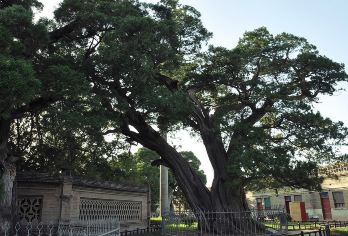 渭南白水仓颉庙包车一日游【千年古柏护字圣，一庙文脉贯古今】【古柏群中有千年以上古树48株，其中5000年以上的1株，即仓颉手植柏。被专家誉为“文明之根”“文化】