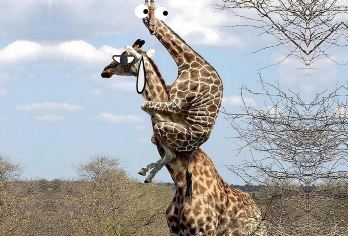 优惠特价◆专车接送包含门票◆中文客服◆曼谷野生动物世界一日游【专车接送服务，不与他人拼车，舒适便捷更自由。】