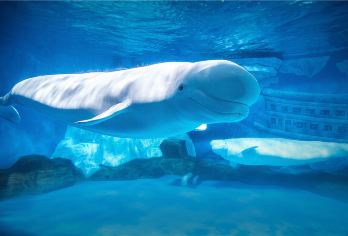 大连老虎滩海洋公园+棒棰岛一日游【私家团|晚出发|休闲漫游】【[家庭独立团]精致小团出游，家庭独立团|MINI2-6人团|7-10人团任意选择】