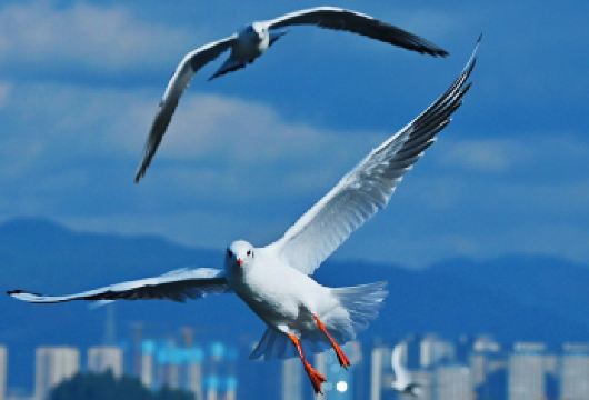 石林+滇池包车一日游：含门票+观海鸥+三环内接送+纯玩无购物【[实力保障]昆明一日游集团品质严选线路，拥有自己的车队、司机，全程品质把控，专业一手资源】