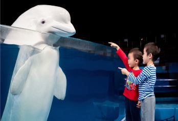 青岛极地海洋公园+寻梦沧海演出【自驾游+自由行】【亲子时光，老人和孩子均可参加的轻松线路，极地大馆HIGH翻天。】