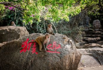 三亚槟榔谷+陵水南湾猴岛一日游【双景区门票+跨海索道+接送】【[人气组合]老少皆宜，家庭出游，跨海缆车，不一样的体验；】