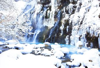 日本北海道一日游：旭山动物园/白须瀑布/美瑛网红树/富良野【旭山动物园邂逅企鹅、北极熊等可爱动物，感受自然界的奇妙】