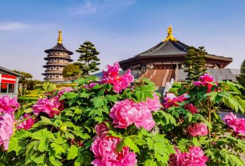 洛阳一日游-国家牡丹园+洛邑古城+隋唐大运河博物+应天门【包车定制，行程可调】